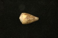 藏品(鼠芋螺)的圖片